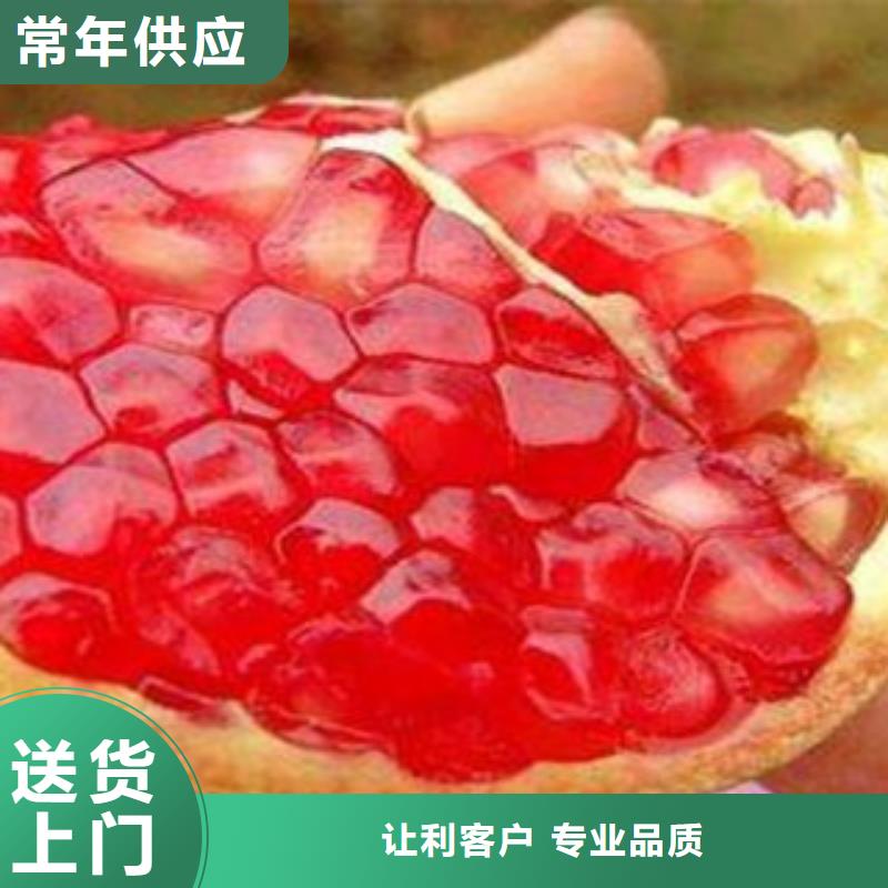 规格全的石榴苗厂家