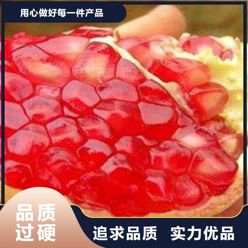 石榴苗厂家量身定制厂家型号齐全
