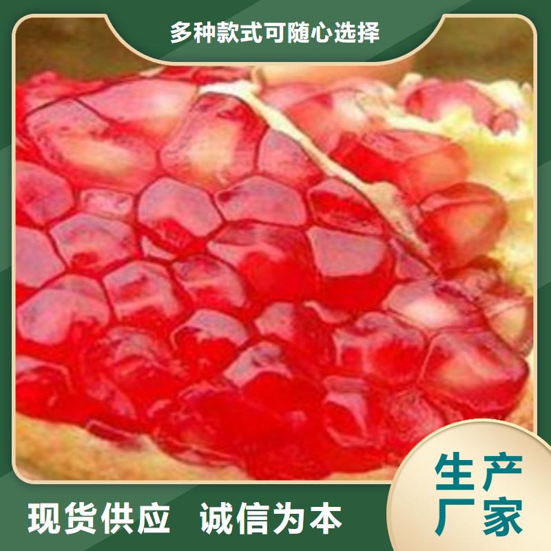 桃树苗