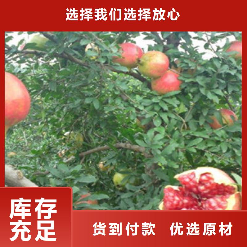 #石榴苗#-全国直销