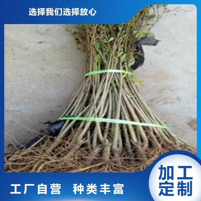石榴苗厂家批发价格