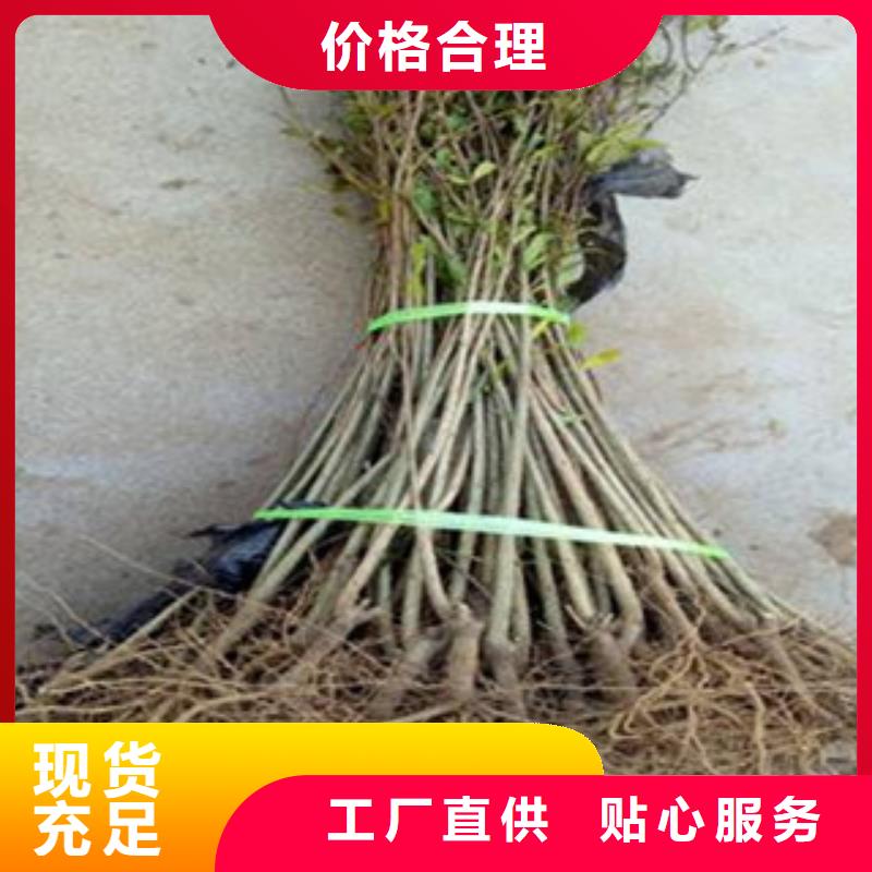 重信誉石榴苗厂商
