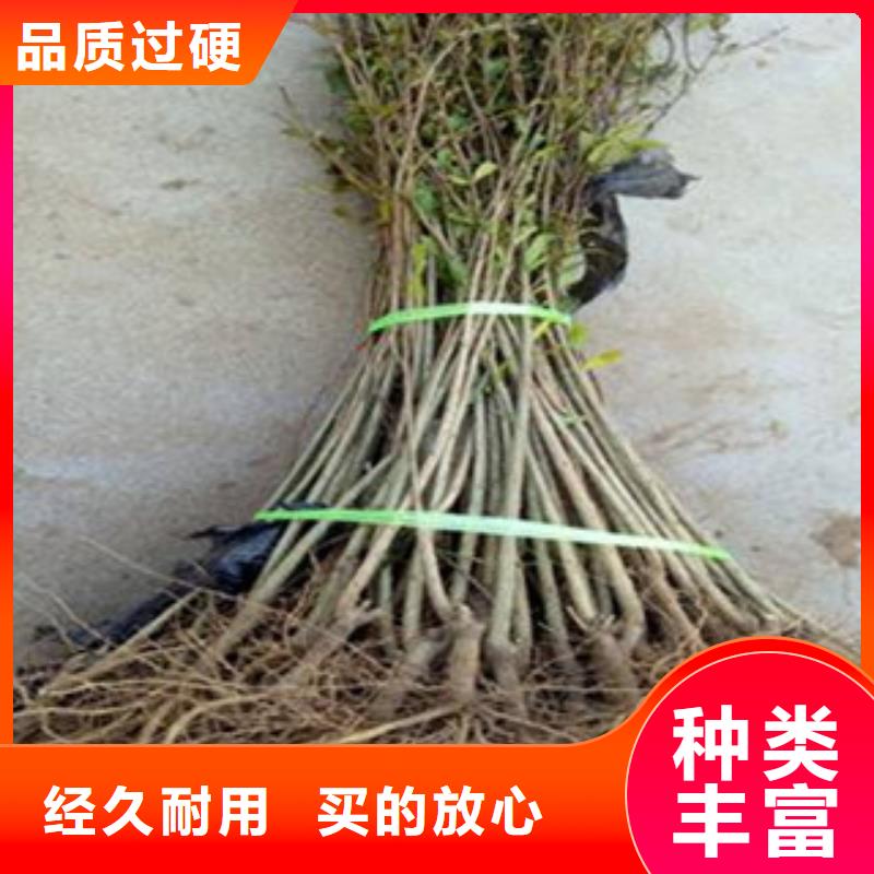 石榴苗、石榴苗生产厂家-质量保证