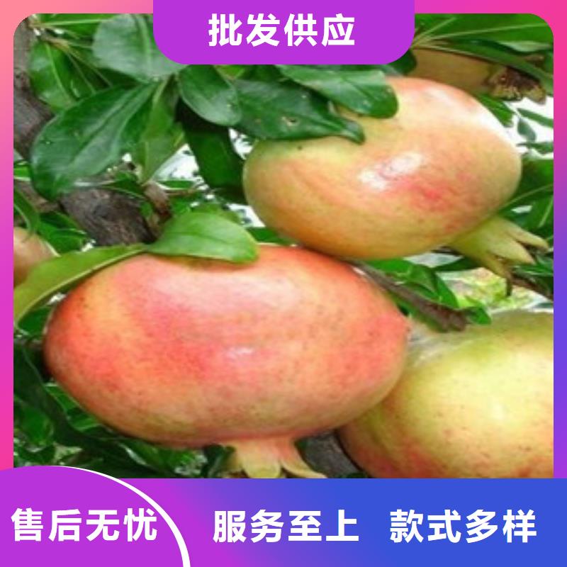 质量优的石榴苗厂家