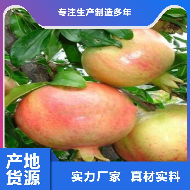 石榴苗厂家可开票做工细致