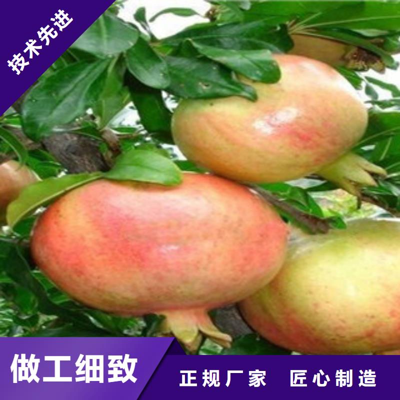石榴苗厂家现货充足厂家销售