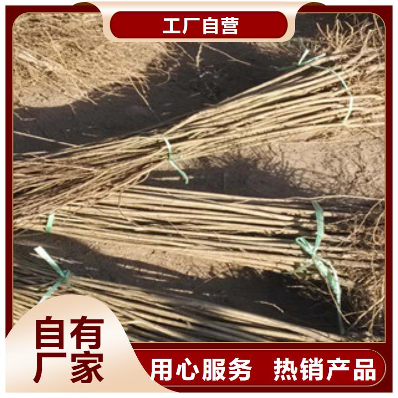 石榴苗-石榴苗厂家直发
