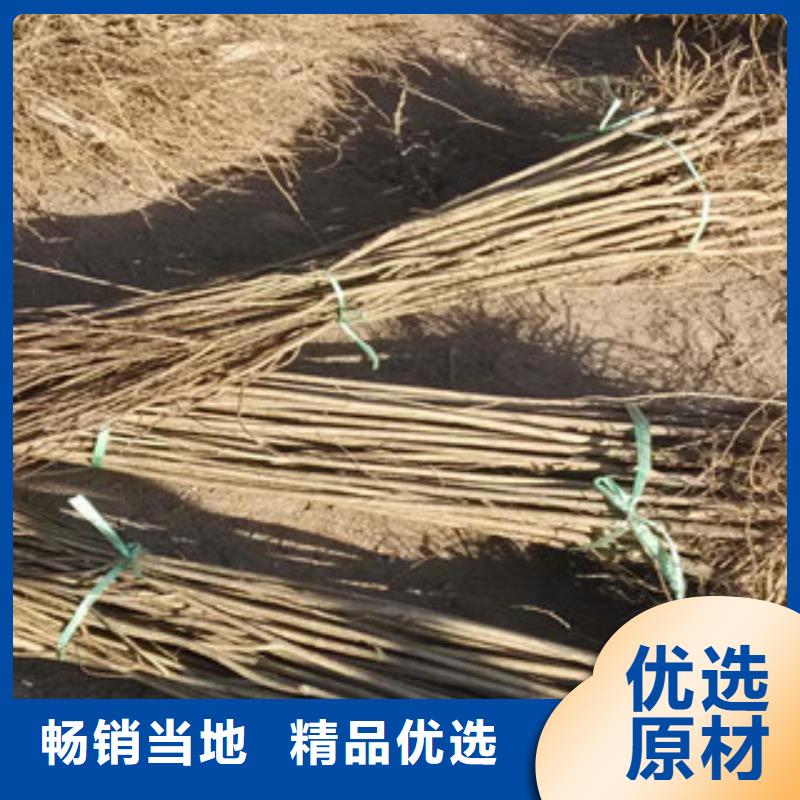 石榴苗以诚为本欢迎咨询