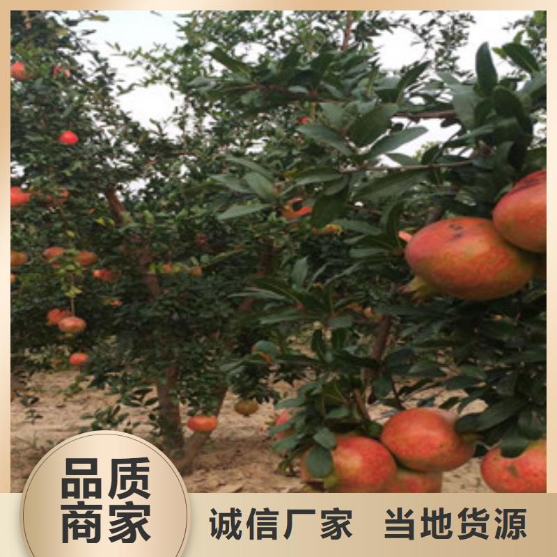 石榴苗-值得信任值得信赖