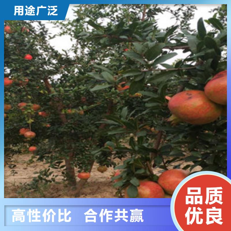 石榴苗免费拿样