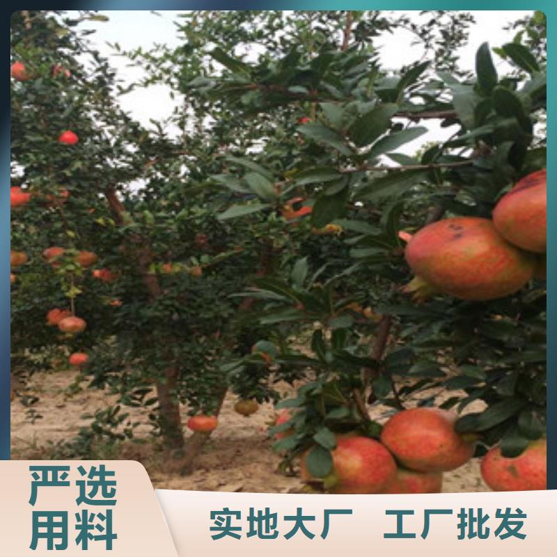 石榴苗现货即发厂家拥有先进的设备