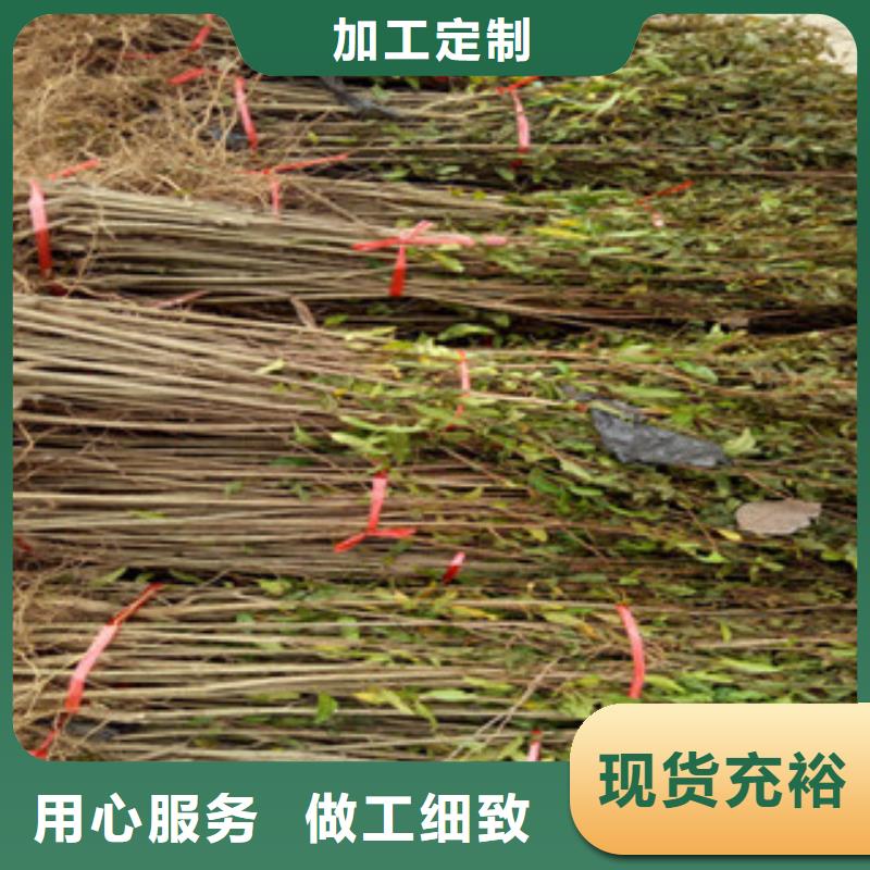 供应石榴苗_厂家/供应厂家直销规格多样