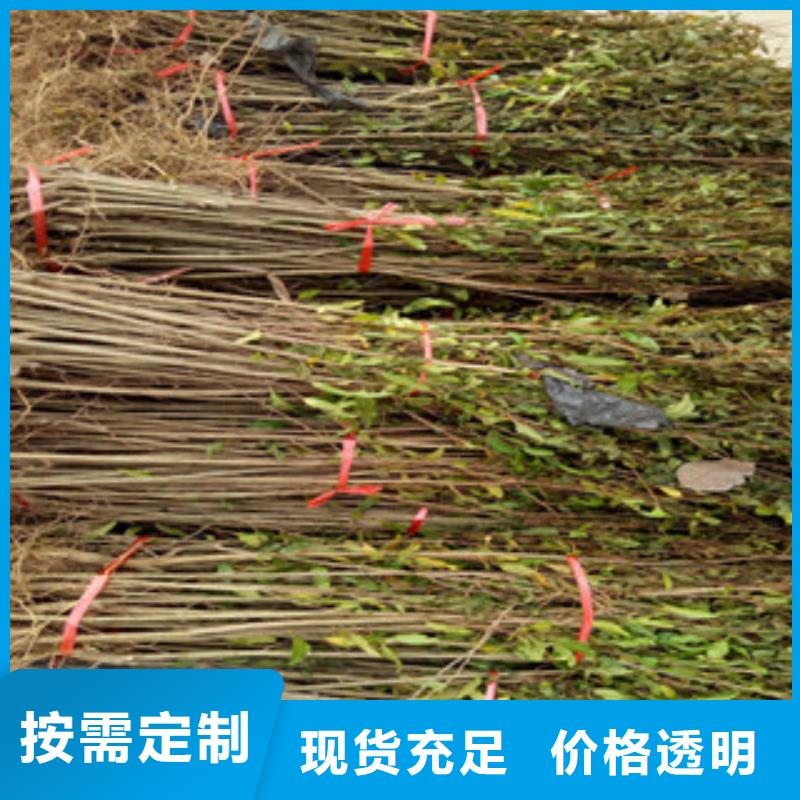 石榴苗长期有效本地供应商