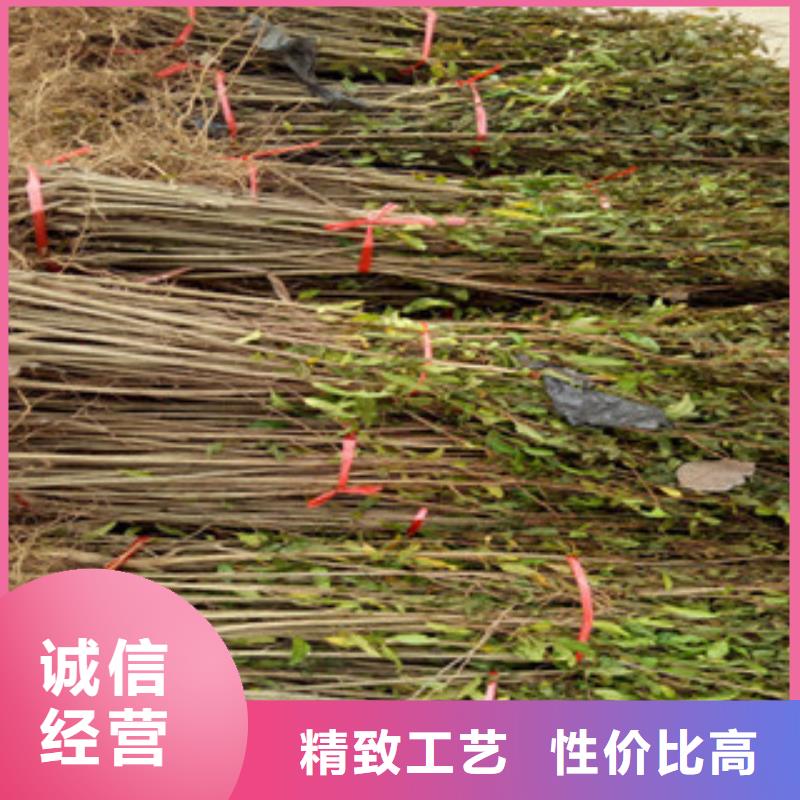 石榴苗交货及时