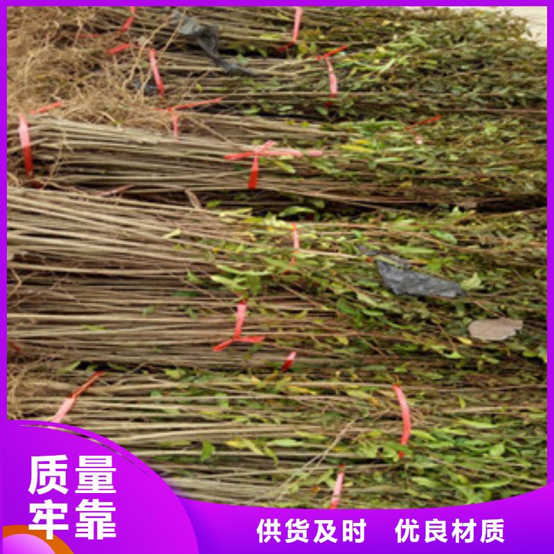 石榴苗-廠家
