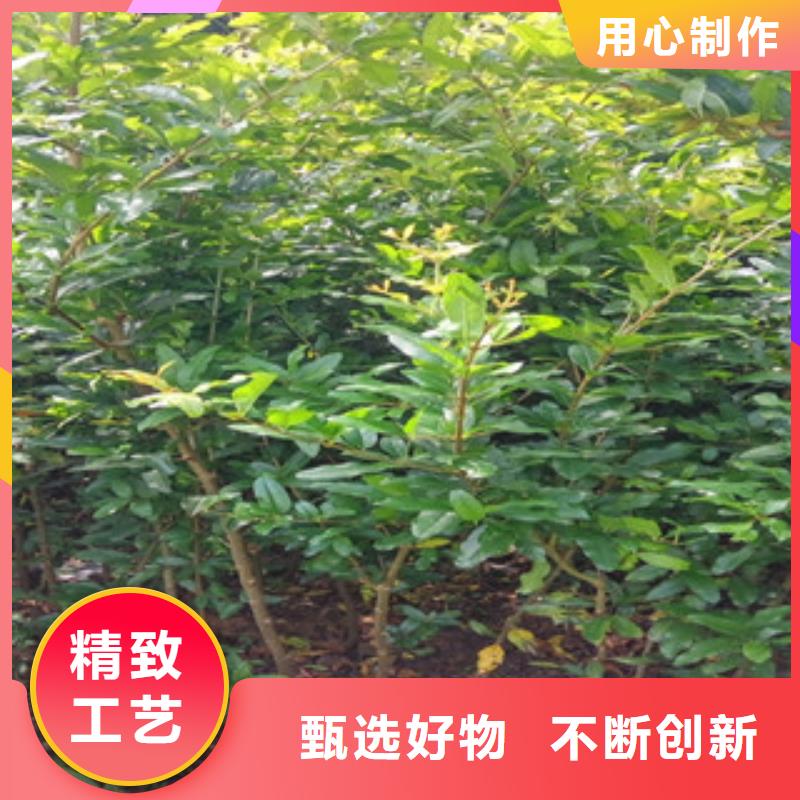 库存充足的石榴苗批发商购买的是放心