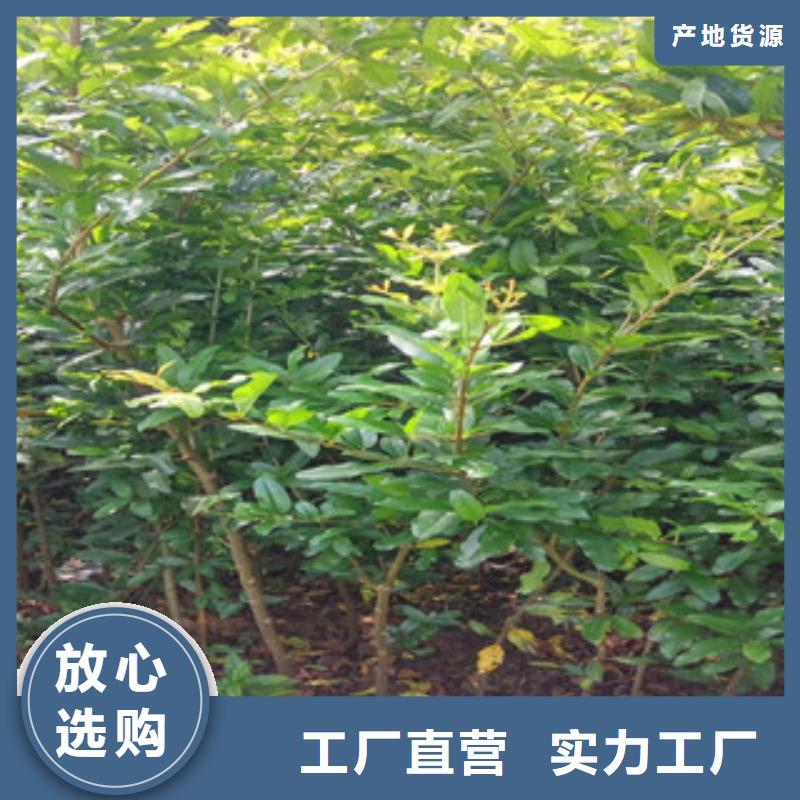 批发石榴苗的生产厂家