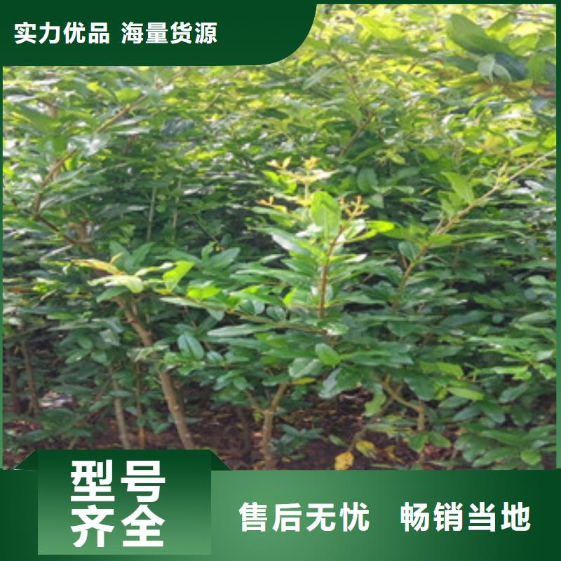 石榴苗厂家低价走货同城生产商