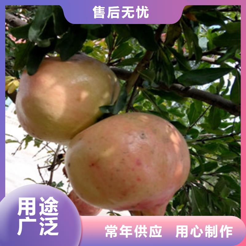 优质的石榴苗供应商同城制造商