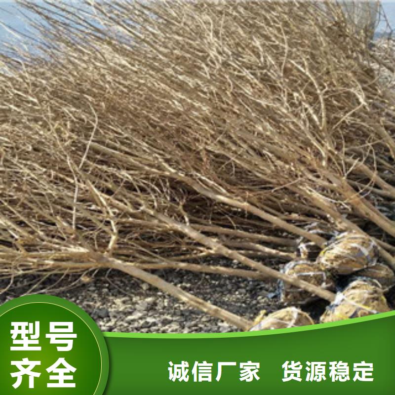 石榴苗-口碑真材實料誠信經營