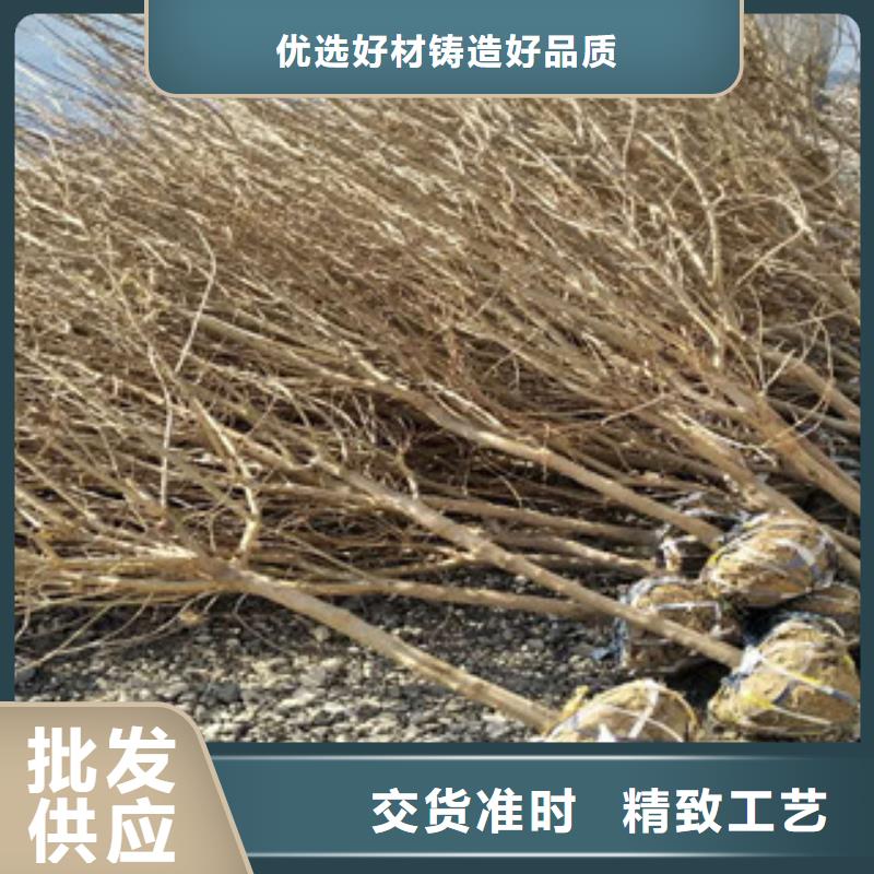 石榴苗以诚为本欢迎咨询