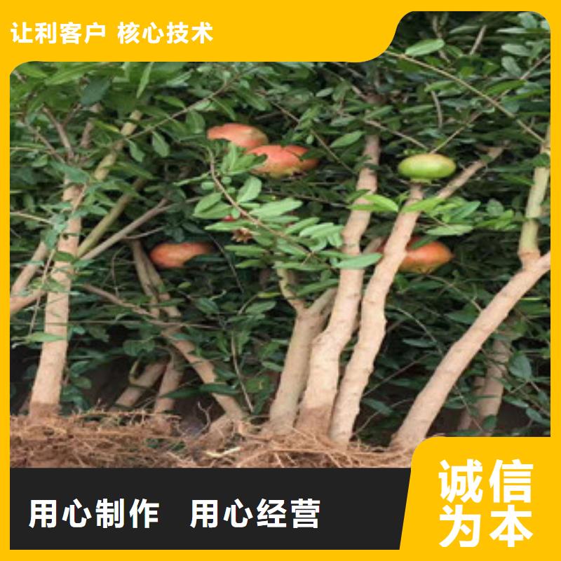 #石榴苗#-性价比高值得信赖