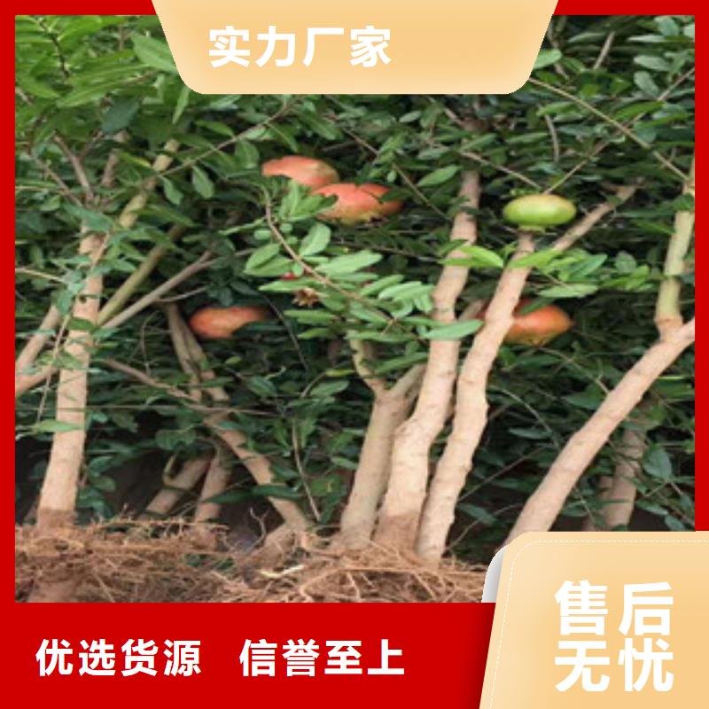 #石榴苗#-生产厂家