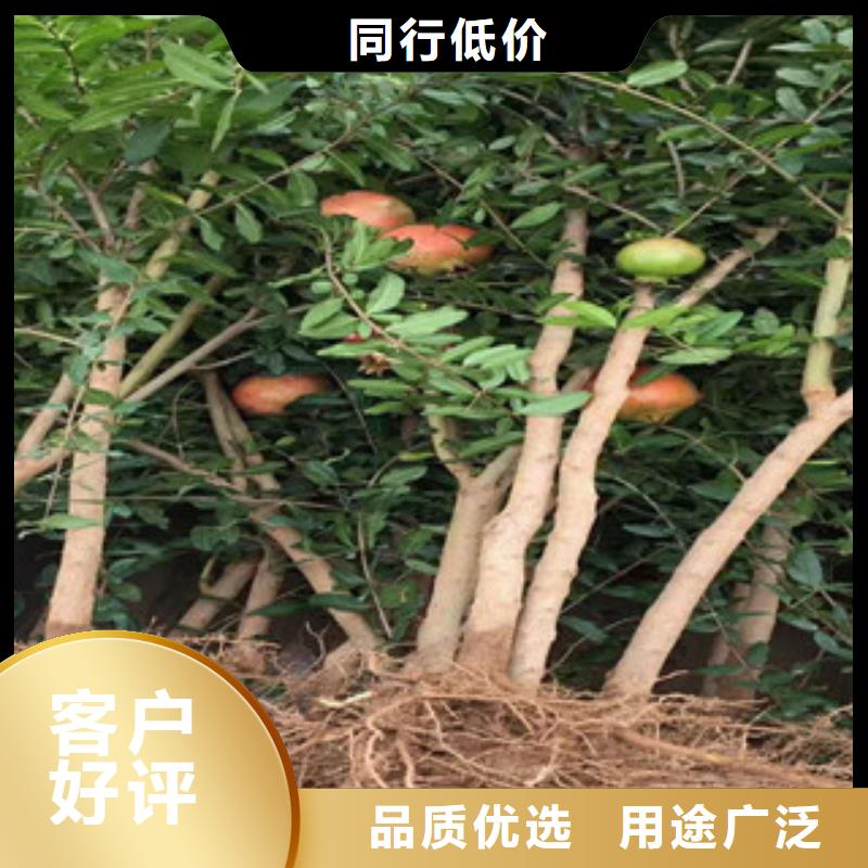 石榴苗先考察在购买