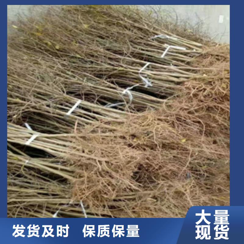 质量优的石榴苗厂家