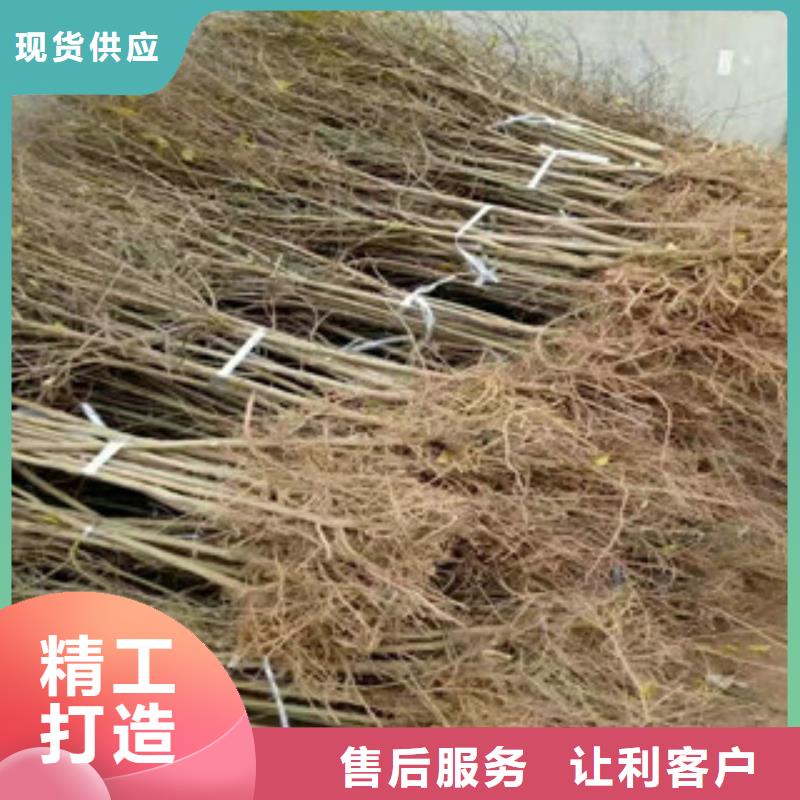 口碑好石榴苗厂家