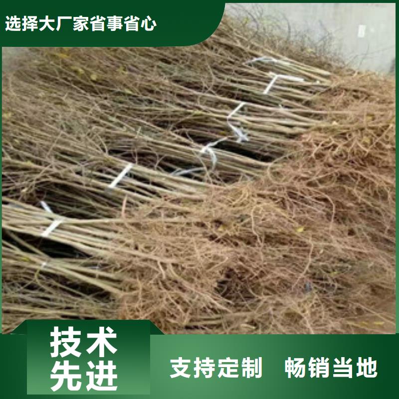 石榴苗供货商