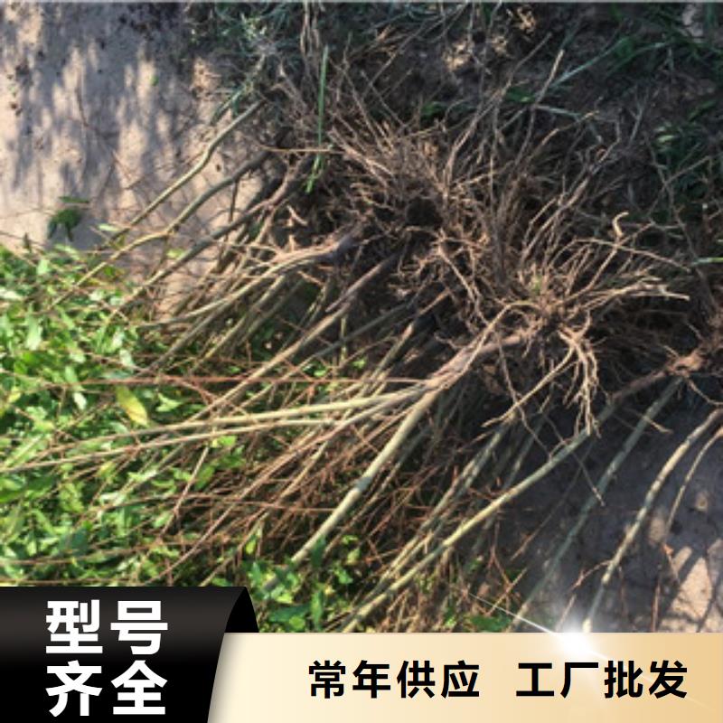 石榴苗好货不贵免费安装
