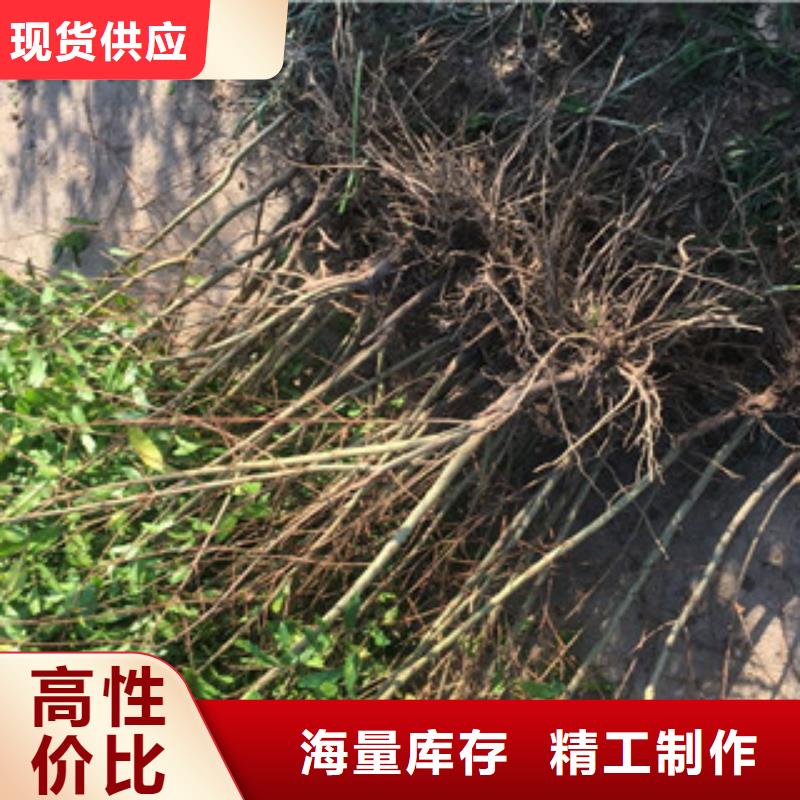 现货供应石榴苗_诚信企业生产型