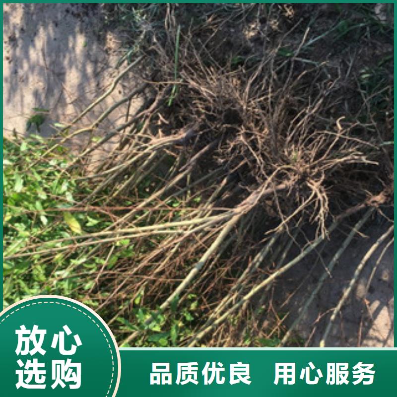 石榴苗畅销全省