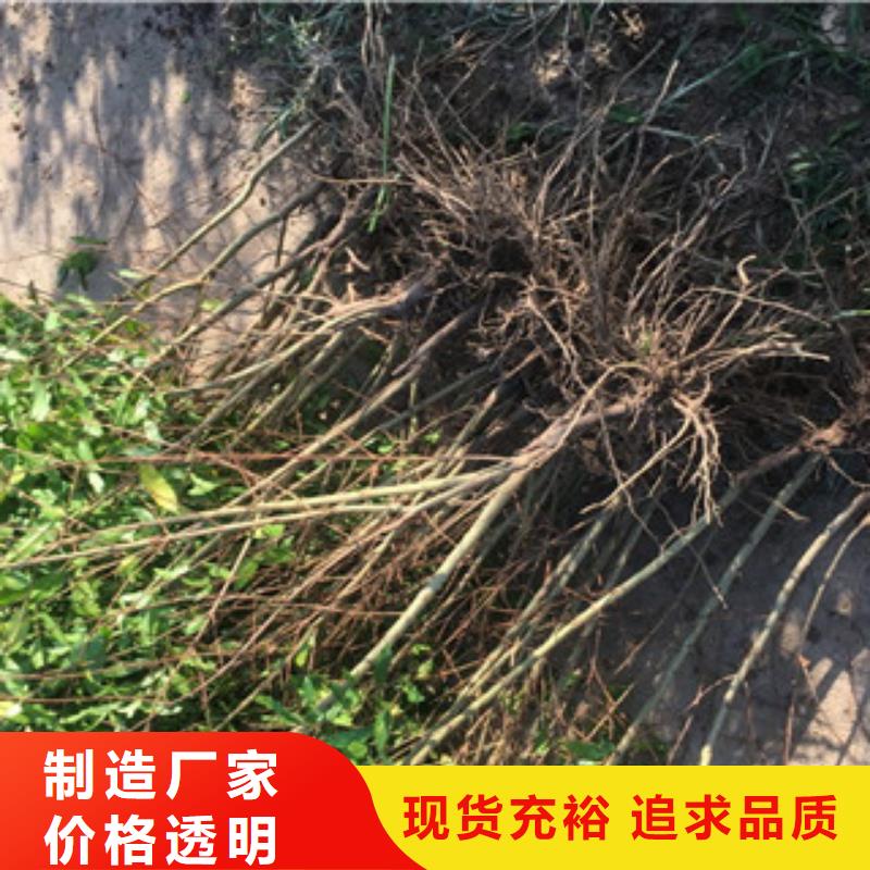 石榴苗-可送货上门满足您多种采购需求