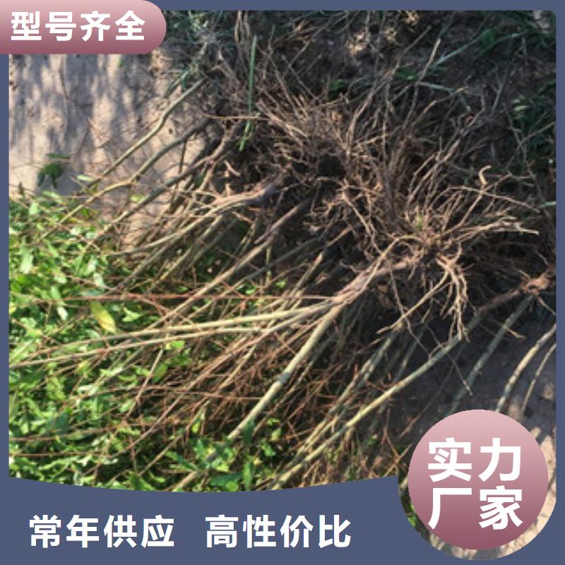 找石榴苗实体大厂