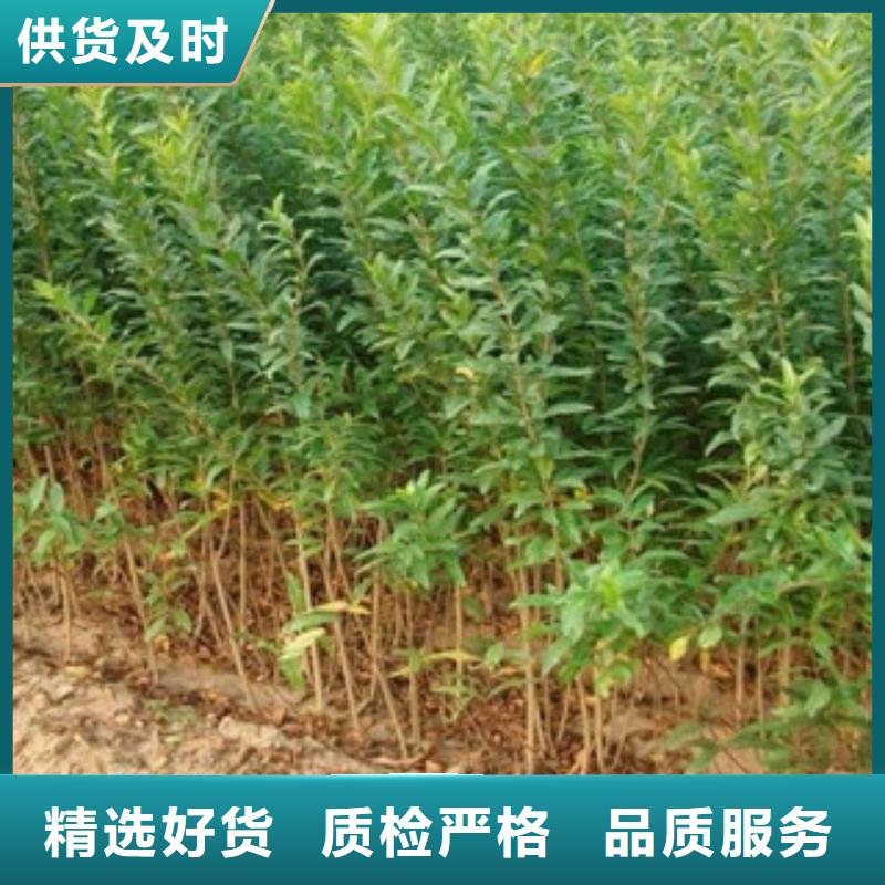 石榴苗现货直供价格优