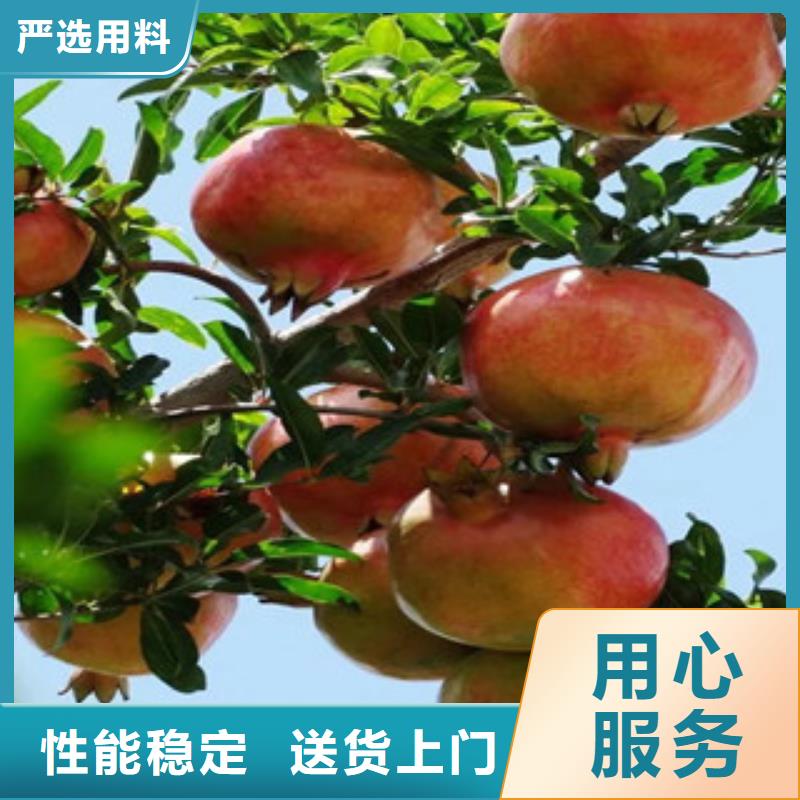 石榴苗生产流程当地货源