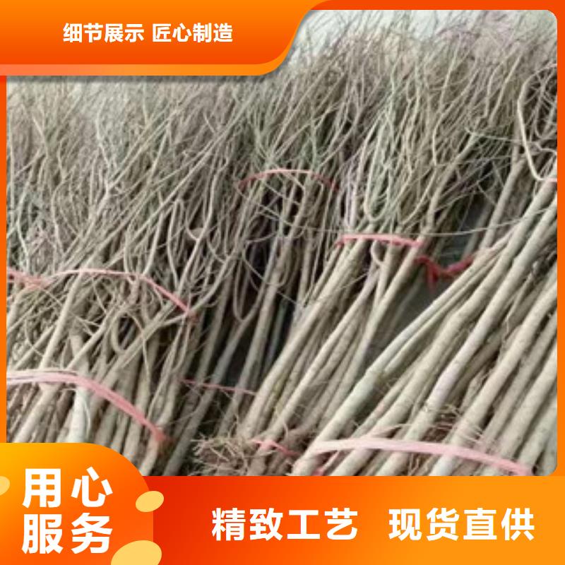 石榴苗-廠家