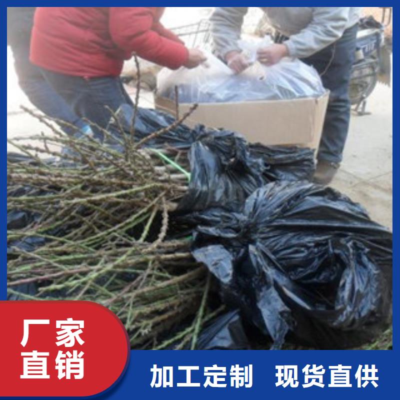 石榴苗-廠家