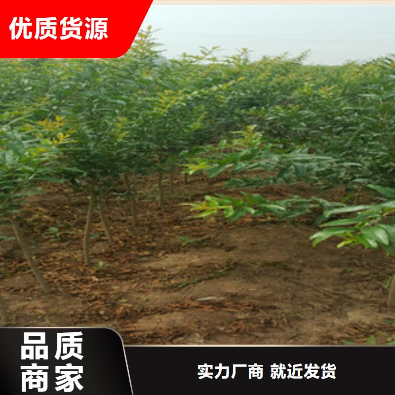 石榴苗質量認證實體廠家