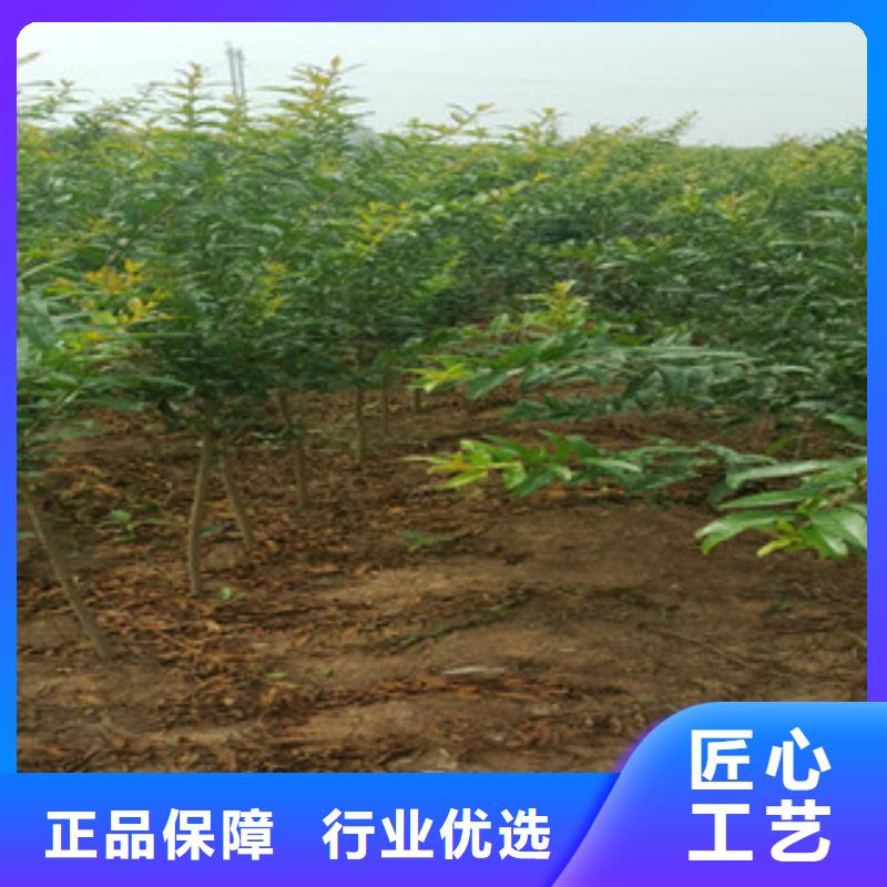 石榴苗-口碑