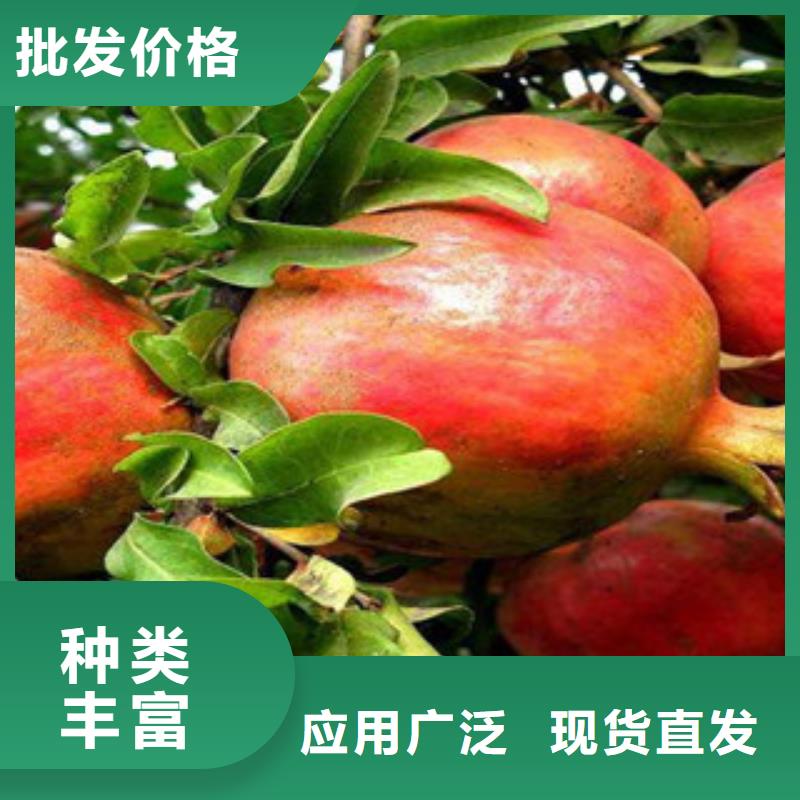 石榴苗交货及时