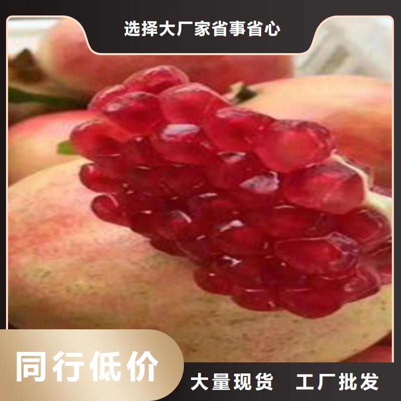 石榴苗廠家-可來廠參觀同城經銷商
