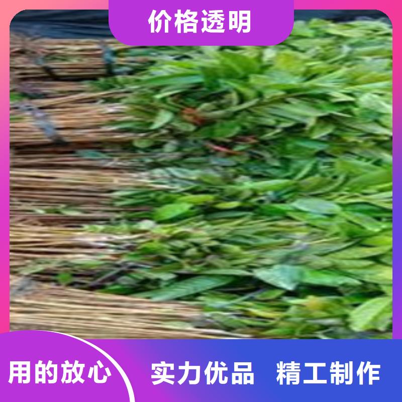 石榴苗-口碑