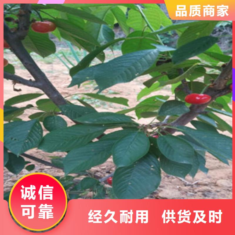 有现货的樱桃苗品牌厂家本地厂家
