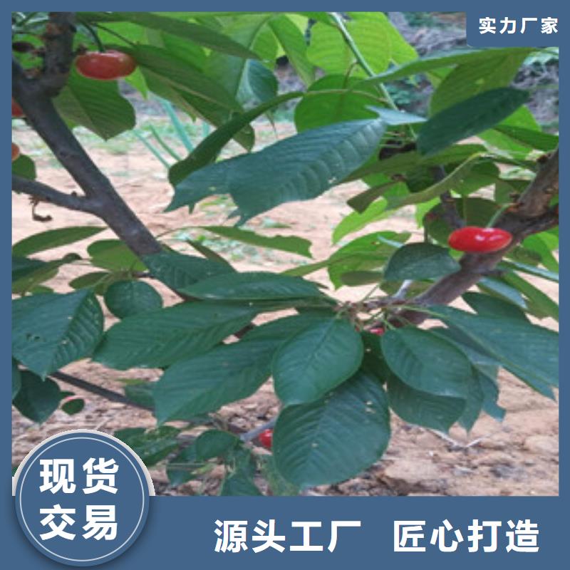 附近樱桃苗厂家