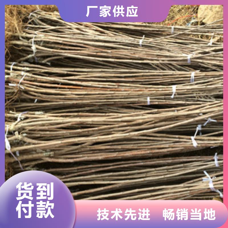 樱桃苗现货现发