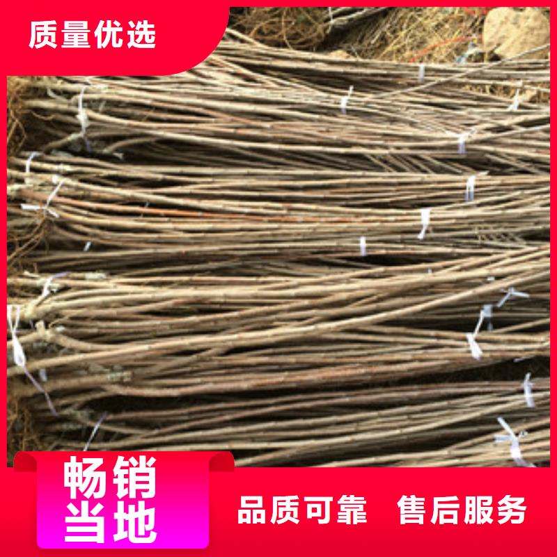樱桃苗-优质靠谱