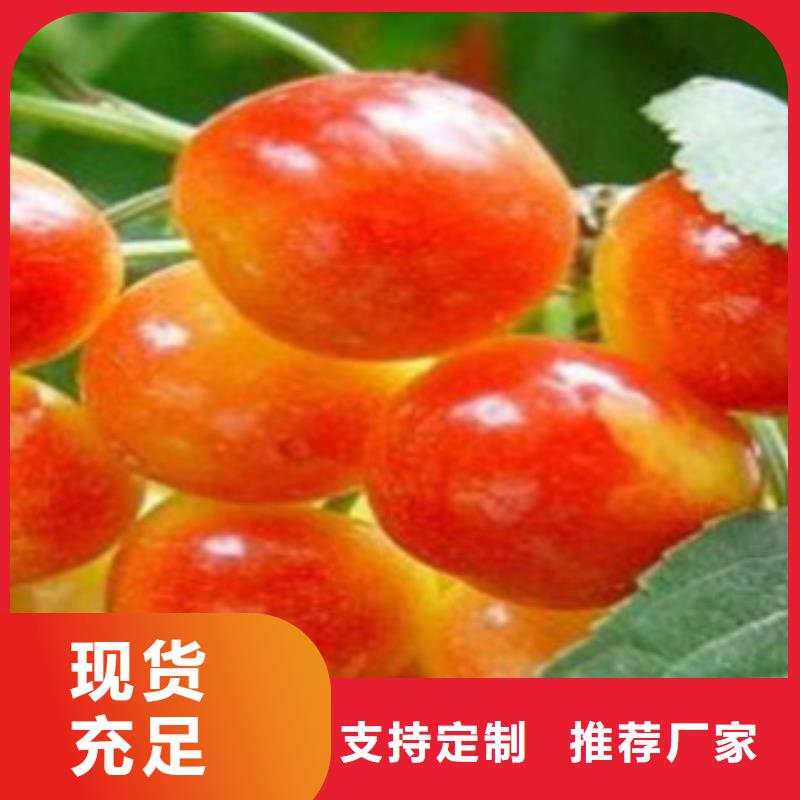 买樱桃苗必看-售后保证